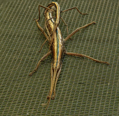 walking sticks mating female on bottom