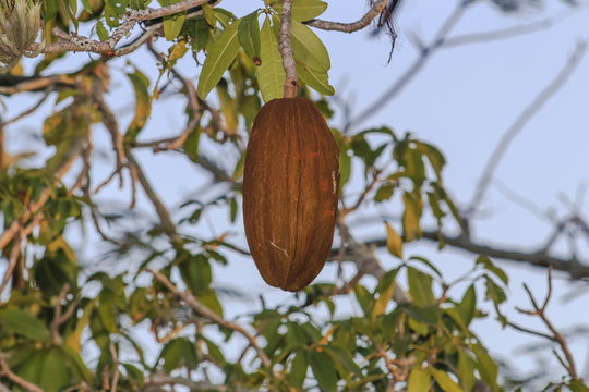 Fruit Monguba in natural