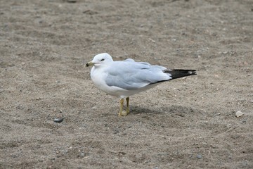 Seagull, Alberta, Canada, 2016
