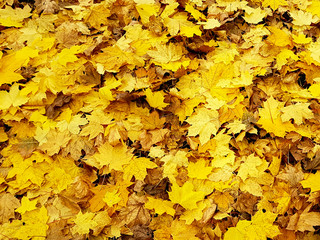 Golden maple leaves in fall