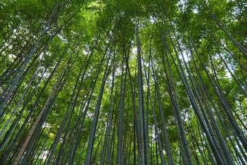Fototapeta na wymiar Japan bamboo forest