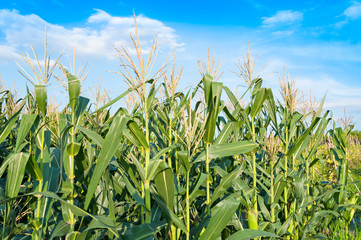 Fototapeta premium Corn field in clear day, Corn tree at farm land with blue cloudy Sky