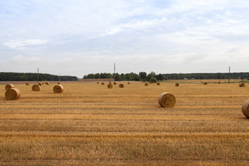 Fototapeta premium cylindrical shape of straw stacks