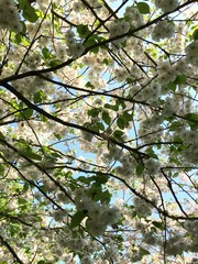 Fototapeta premium White flowers