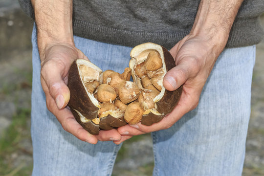 Mature Monguba fruit in hands