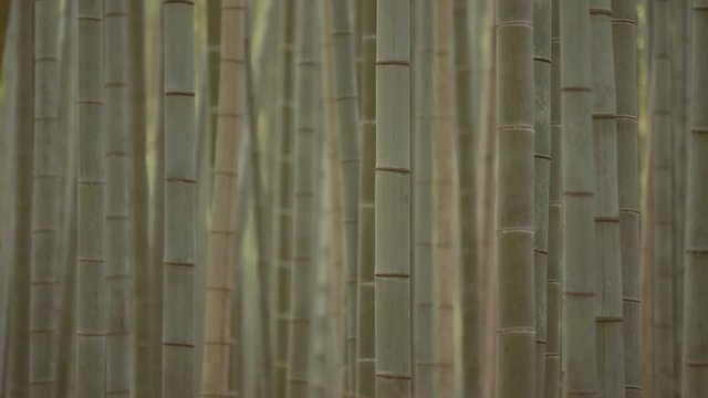 Arashiyama, bamboo forest in Kyoto. 25fps.