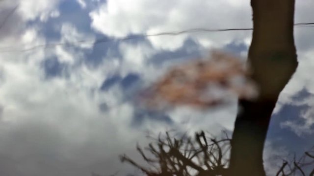Close up of one brown leaf in the water. Focus on cloud in reflection