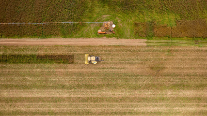 Corn harvest USA Arkansas overhead view looking down on corn fields
