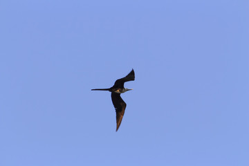 silhouette of seagull in flight under blue sky