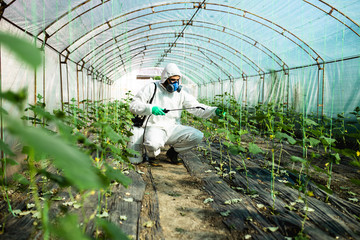 Young worker spraying organic pesticides on cucumber plants in a greenhouse.