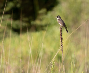 Eastern Kingbird perching