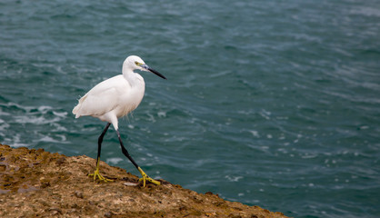 Israel White Egret