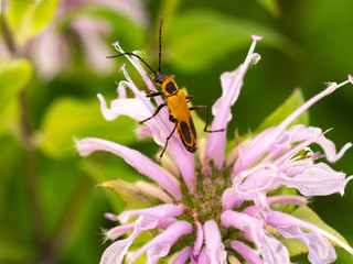 Orang Bug on Pink Flower
