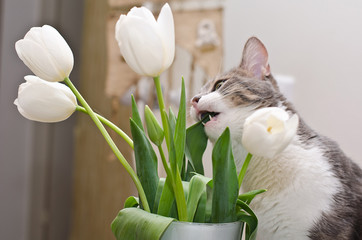 The cat eatig tulips