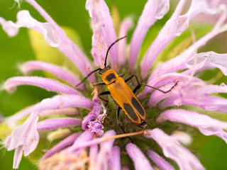 Orange bug on pink flower