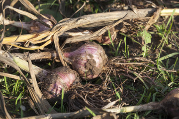 ripe dug garlic