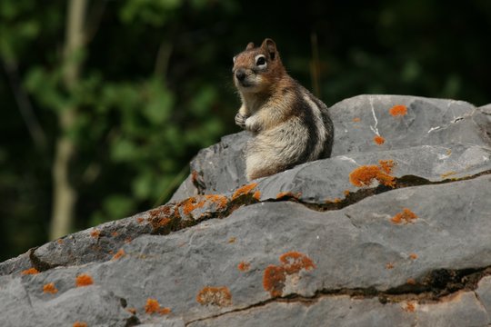 Chipmunk, Hot Springs Banff, Canada, 2016