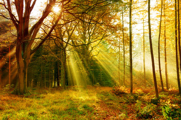 Herbstwald in der Morgensonne
