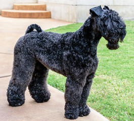 Kerry Blue Terrier