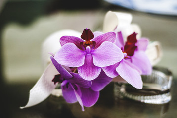Orchid and Ribbon