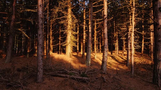 sunlight and shadows moving through a pine forest timelapse CROPPED