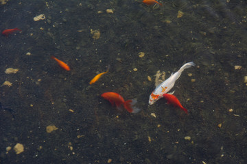 Colorful koi fish swimming in a pond sun reflecting on the surface of water