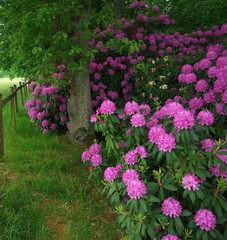 Fototapeta premium Rhododendron bush blooming with pink blossoms, settled under an oak tree, on the edge of a meadow with fence