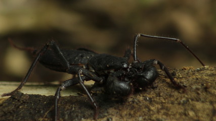 Whip Scorpion (Uropygi)
