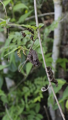 Sphingidae caterpillar