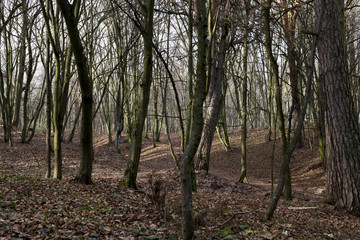Maple forest in autumn