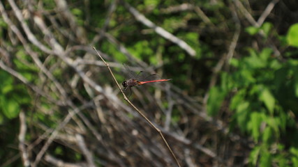 Dragonfly