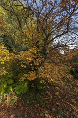 The picture was taken in a Budapest park, near which I inhabited it, in autumn.
