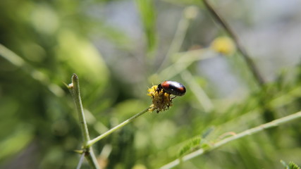 Naklejka premium Beetle