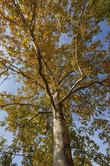 Fototapeta premium The picture was taken in a Budapest park, near which I inhabited it, in autumn.