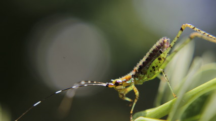 Bug nymph