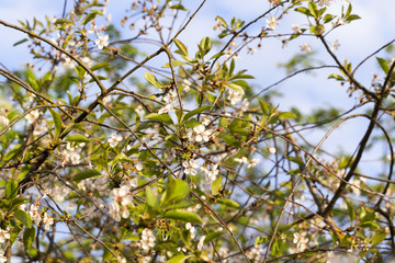 thin branches of cherry