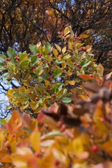 The picture was taken in a Budapest park, near which I inhabited it, in autumn.