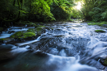 Fototapeta premium 爽やかな草原