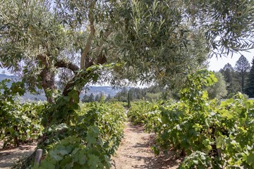 Peaceful vineyard with tree