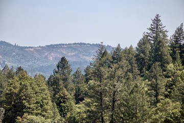 forest landscape view