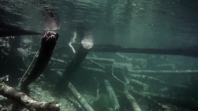 Tree underwater in sunlight in water of Lena River in Siberia of Russia. Unique relaxation video about nature.