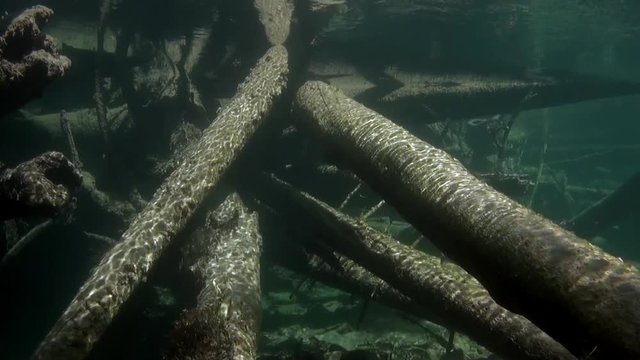 Logs underwater in sunlight in water of Lena River in Siberia of Russia. Unique relaxation video about nature.