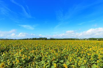 宮崎県高鍋町のひまわり畑