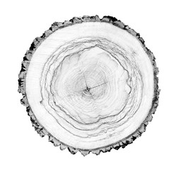 Large piece of round wood with annual rings on a white background. Black white and gray toned tree trunk cut from the woods. Detailed natural organic object with contrast. 