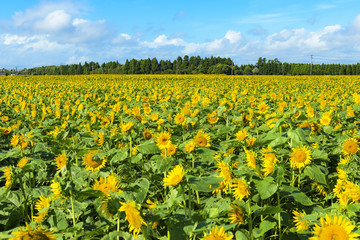 宮崎県高鍋町のひまわり畑