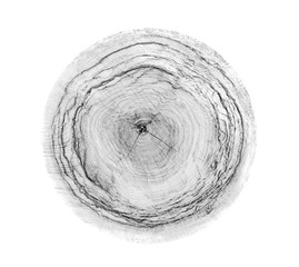 Large piece of round wood with annual rings on a white background. Black white and gray toned tree trunk cut from the woods. Detailed natural organic object with contrast. 