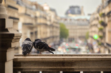 Vista desde atrás de dos palomas posando sobre un balcón en un edificio en Paris Francia. Cómo fondo parte de la ciudad en fuera de foco. 