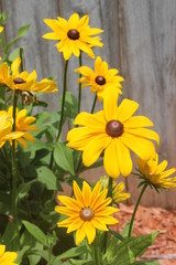 Brown button flowers 
