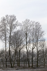 bare deciduous trees