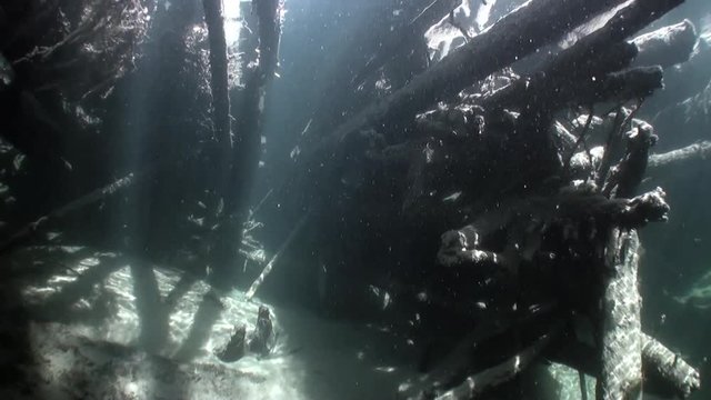 Logs underwater in sunlight in water of Lena River in Siberia of Russia. Unique relaxation video about nature.